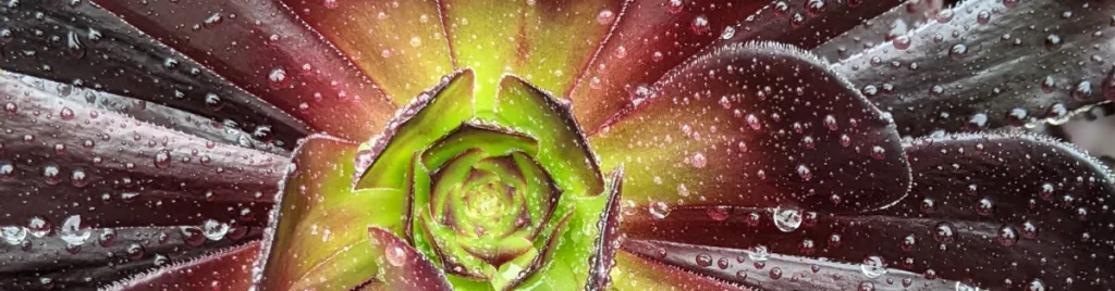 Water the succulents deeply root rot