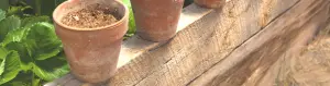 What causes efflorescence on terracotta pots