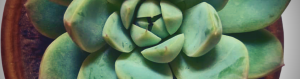 Closeup of a potted succulent.