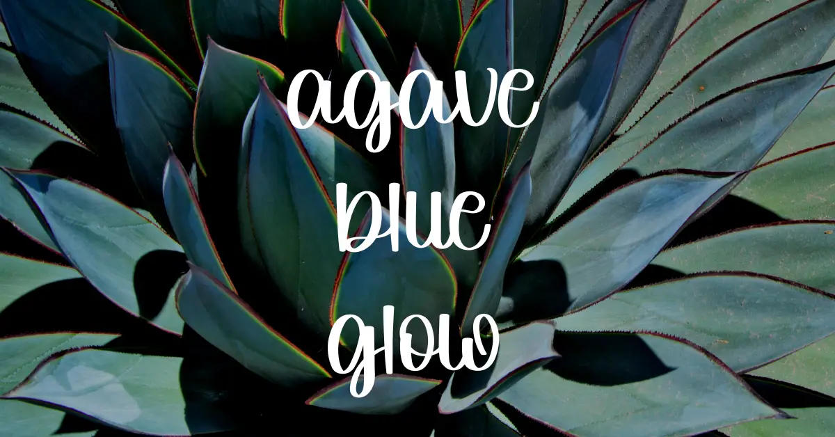 Agave blue glow care guide