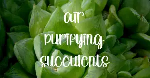 Air purifying succulents