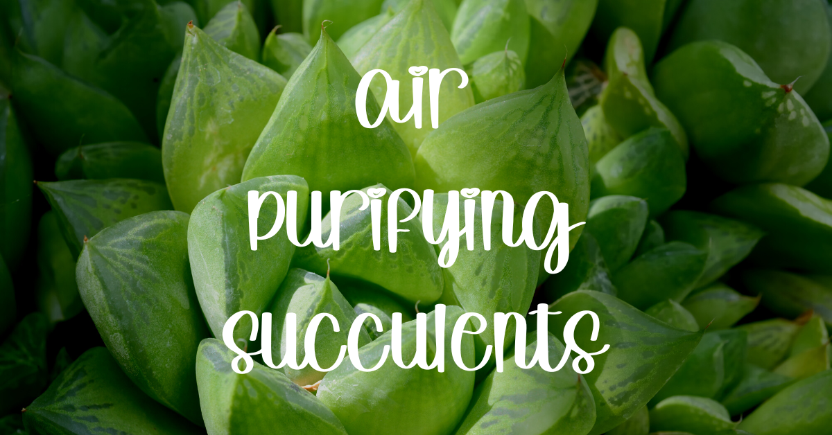 Air purifying succulents succulent