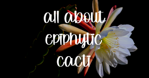 All about epiphytic cacti