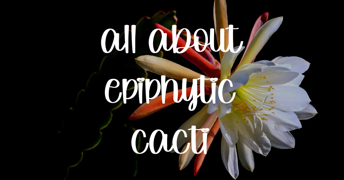 All about epiphytic cacti epiphytic cacti