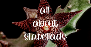 All about stapeliads