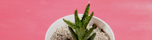 Aloe juvenna propagation