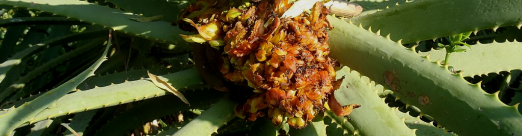 Aloe mites succulent pest, disease, mealybug, rot, fungus