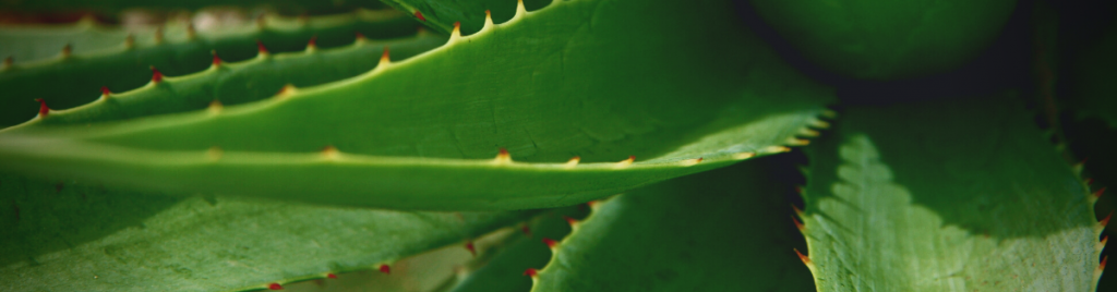 Aloe vera helps improve air quality air quality