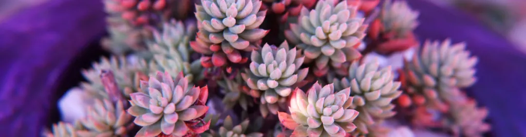 Are bumps on succulents normal bumps