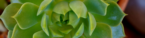 Avoid misting succulents