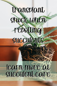 Avoid transplant shock when repotting succulents