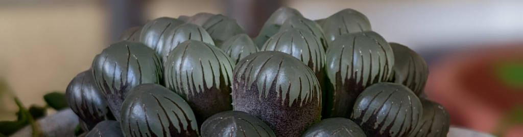 Black haworthia succulents