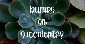Bumps on succulents care