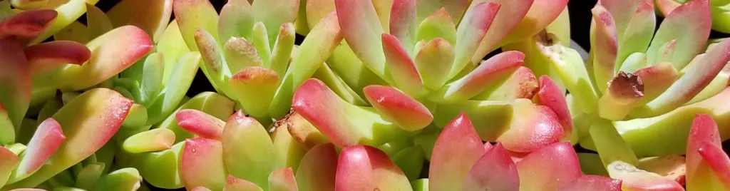Cactus and succulent fertilizer