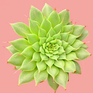 Common types of succulents
