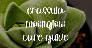Crassula moonglow care guide