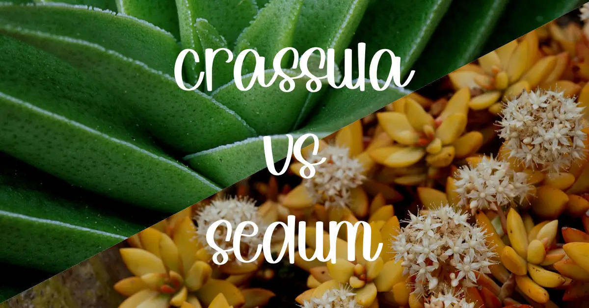 Crassula vs sedum