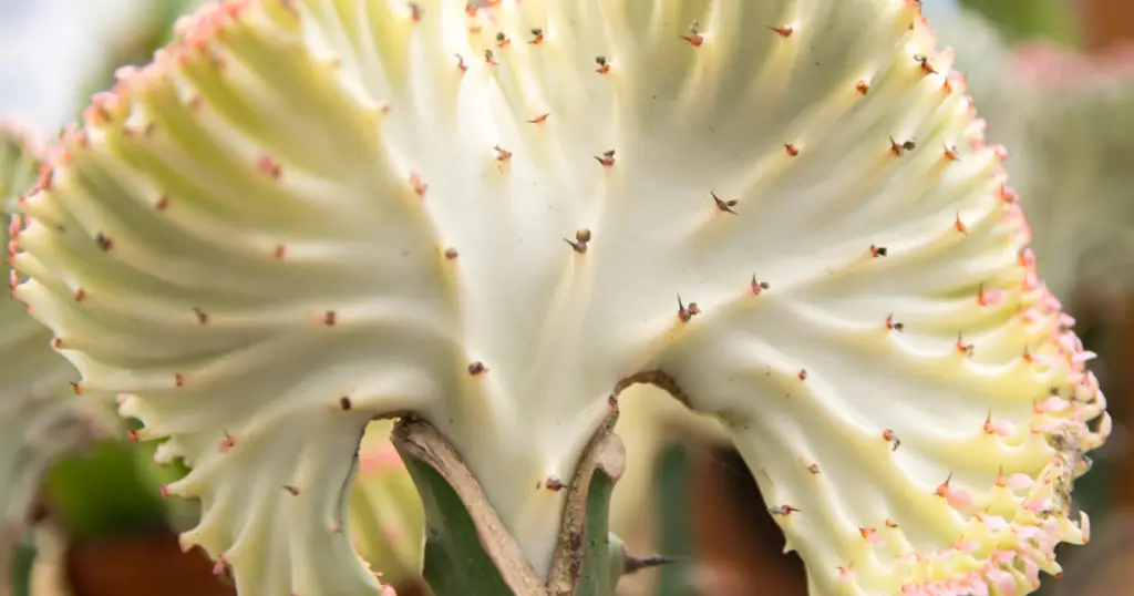 Crested euphorbia lactea coral cactus white ghost
