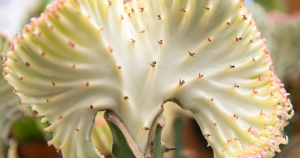 Crested euphorbia lactea coral cactus