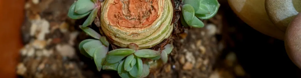Cut as close to the base of the plant as possible behead an echeveria,beheaded