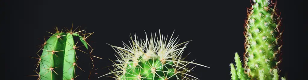 Closeup of 3 cacti