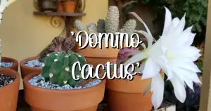 domino cactus