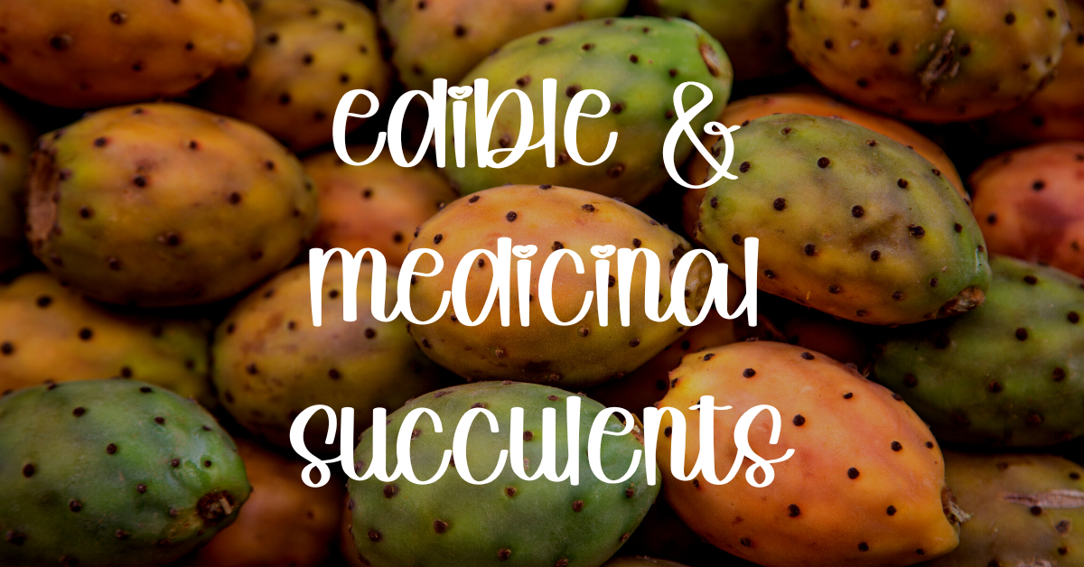 Edible and medicinal succulents edible and medicinal cactus,medicinal cactus,nopales