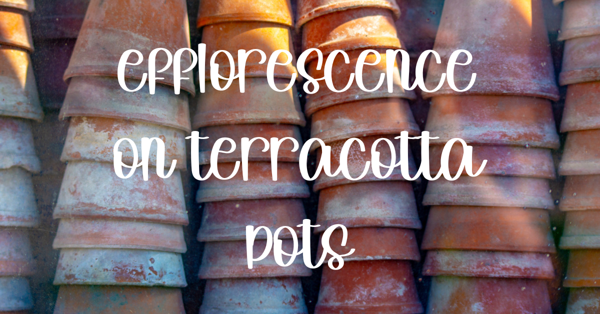 Efflorescence on terracotta pots guide