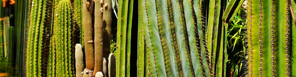 Ensure that your cactus plants remain healthy and vigorous cactus corking