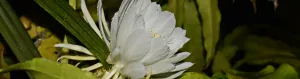 Epiphytic cacti flower