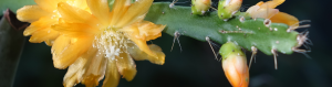 Epiphytic cacti types