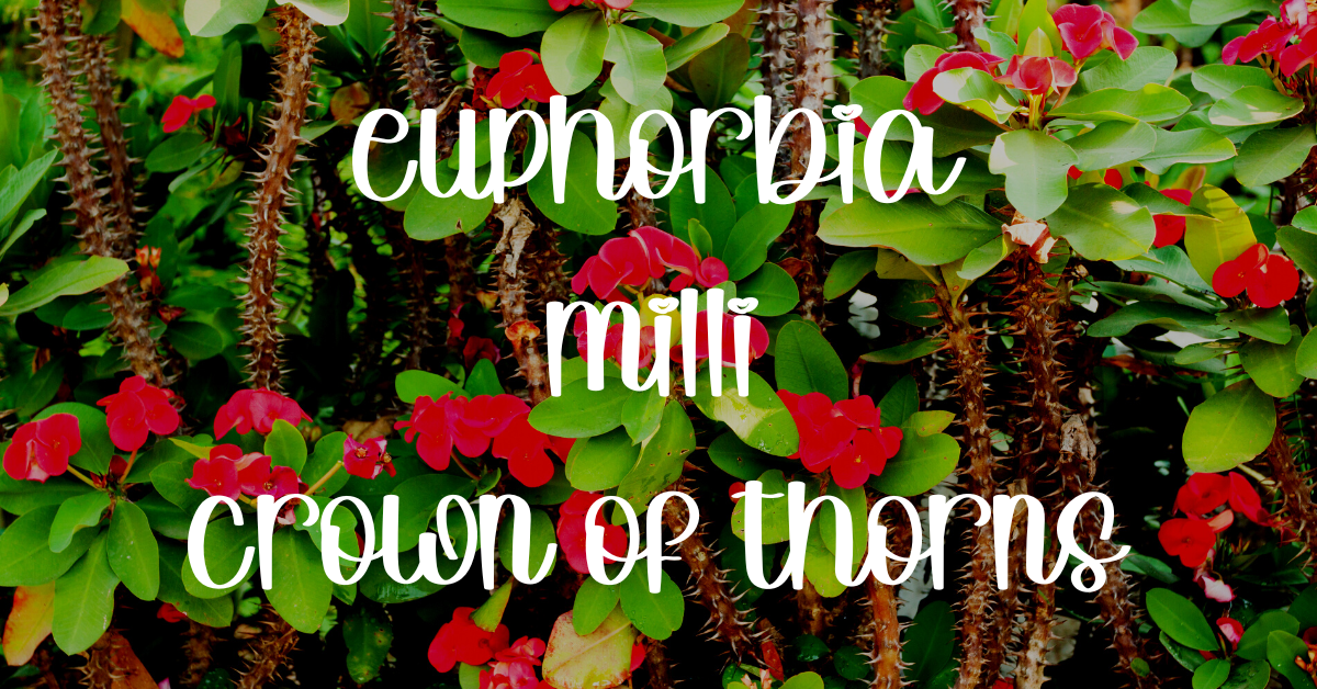 Euphorbia crown of thorns succulent identification euphorbia