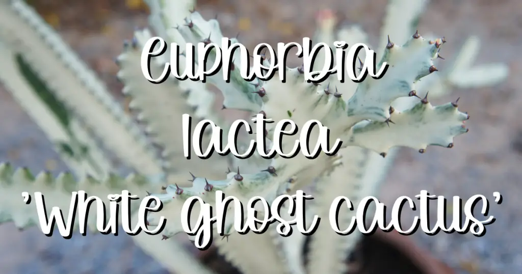 Euphorbia lactea white ghost white ghost