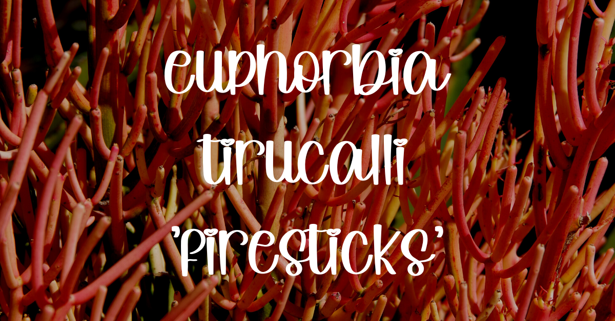 Euphorbia tirucalli fire sticks care guide euphorbia