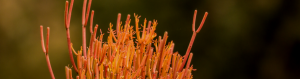 Euphorbia tirucalli fire sticks identification