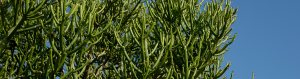 Euphorbia tirucalli fire sticks light needs
