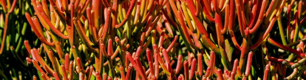 Euphorbia tirucalli fire sticks natural habitat euphorbia tirucalli, firestick, fire sticks, sticks on fire plant