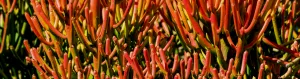Euphorbia tirucalli fire sticks natural habitat