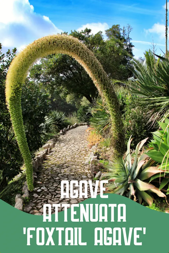 Giant foxtail agave bloom