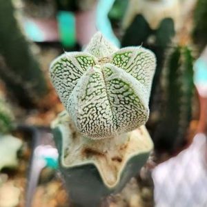 Grafted astrophytum cactus