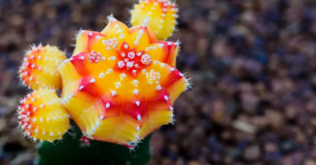 Grafted cactus care