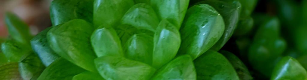Green haworthia types haworthia