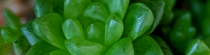 Green haworthia types