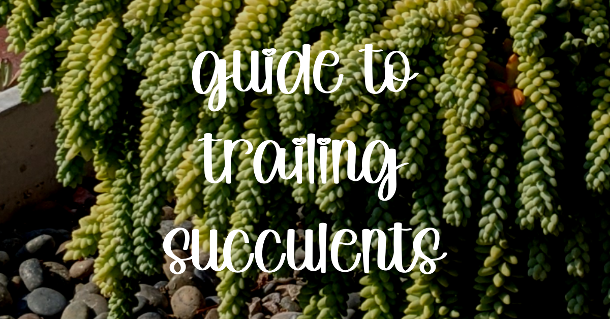 Guide to trailing succulents trailing succulent