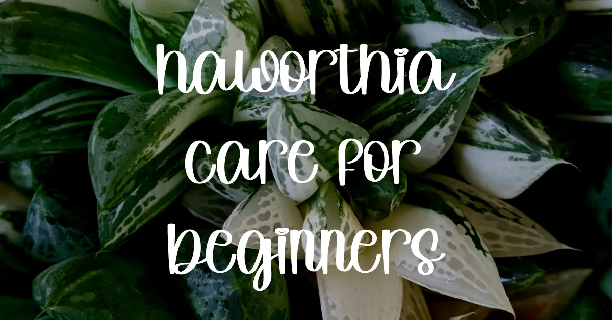 Haworthia care for beginners