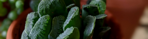 Haworthia truncata hybrid