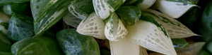 Haworthia variegated