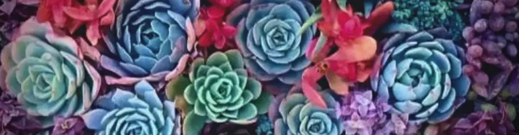 Beautiful succulent collection with vibrant colors