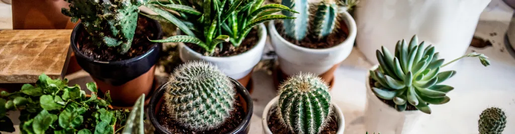 How to care for cactus indoors 1