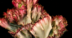 How to care for crested euphorbia lactea coral cactus